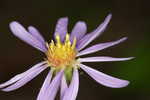 Flaxleaf whitetop aster